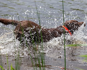 20170603-SHRW-1868.jpg