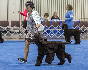 15 - GCH Am/Can CH Chantico's Shelter From the Storm Am/Can CD RN MX AJX OF DS (Reef)