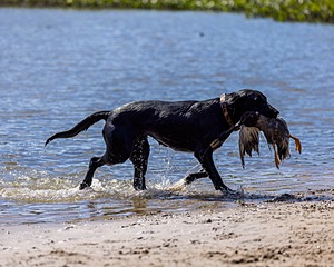 Sable Botelho