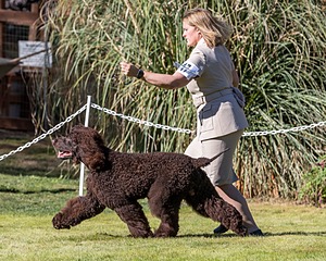 17 - GCH CH FLINTCREST FIVE STAR GENERAL (Grant)
