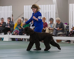 35 - GCHB CH FLINTCREST FULL MONTY (Jonny)