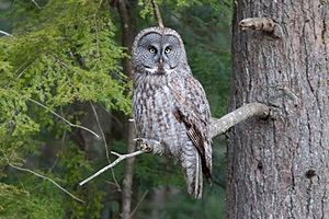 Great Gray Owl, Durham, NH