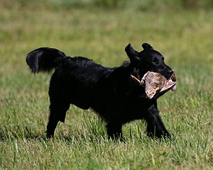 Gunner McCluer