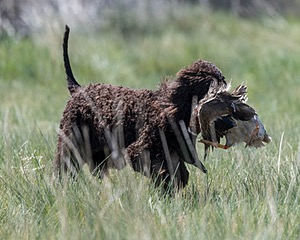 Ghillie