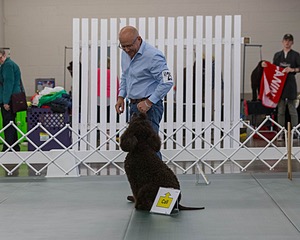 2503 - GCH CH BLACKTHORN'S KEEVA CROMPTON AX AXJ XF RN CGC (Keeva)