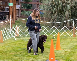 1741 - GCH CH BREKKON'S FIRST MARK CGC