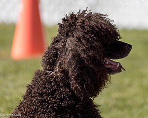 09 - GCH CH Brekkon's First Mark BN RN CGC TKN