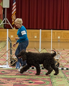 101 - GCH CASTLEHILL'S RAMBLIN' RAFAEL O'CRISPIN BN RA CGCA TKI (Raffi)