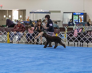 30 - GCH CH Chantico's Spirit In The Surf JH CD RA OA OAJ  NF (Selchie)