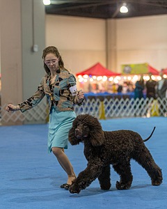 19 - GCH CH Axelhurn Now I'm Here (Marcus)