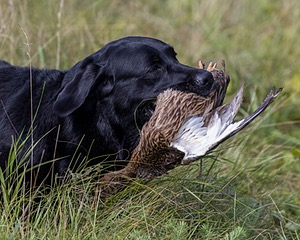 Venus Pickel