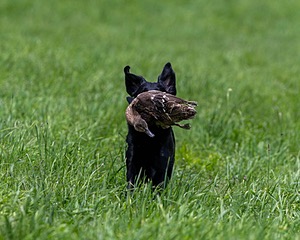 Hunter Law