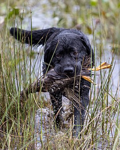 Murphy