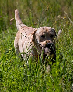 Merle