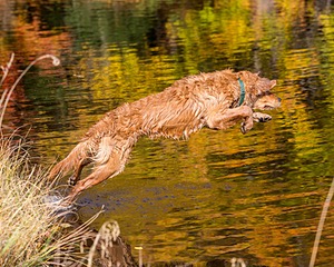 Marsha Wilcox's Pete