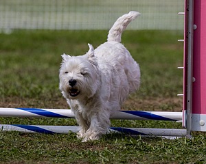 Ivy Barnum