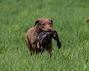 Hunter Law