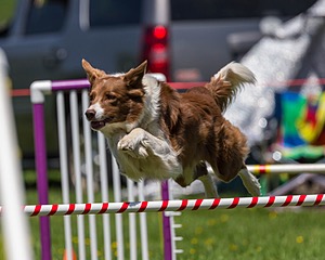 20170520-NEAT-1620.jpg