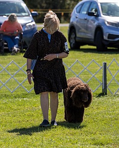 GCH CH CASTLEHILL'S RAMBLIN' RAFAEL O'CRISPIN BN (Rafi)
