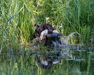 BEAR Krackow