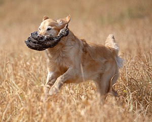 Boomer Hughes