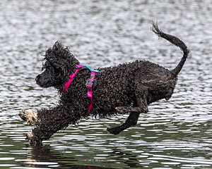 "Mistral" & Tobi-Ann