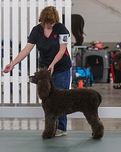 40 - GCH POOLE'S IDE BONNIE BROOK CD RE CGC (Bonnie)