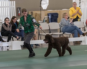 64 - GCH CH CAT N PATS LUCK BE A LADY RN CAX CGC