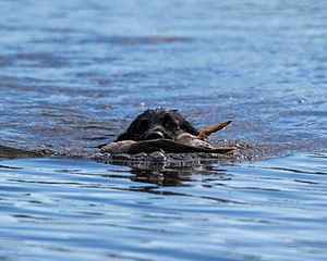 Ripple