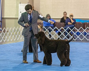 17 - GCH CH Quiet Storm My Boy's Wicked Smart  CGCA TKA (Bayes)