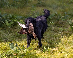 Ziva