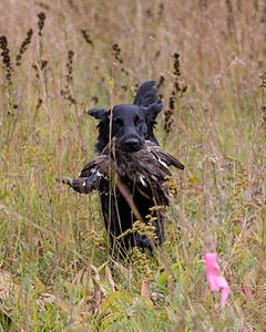 Cooper Westcot