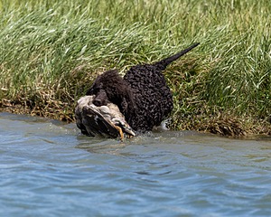 Ghillie
