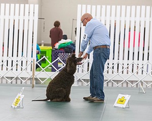2503 - GCH CH BLACKTHORN'S KEEVA CROMPTON AX AXJ XF RN CGC (Keeva)