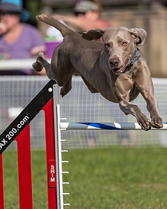 Hogan Basson