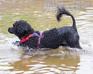 Phelps