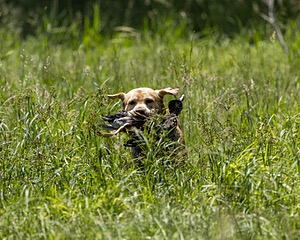 Eli Scheno