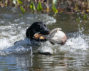 Splash