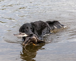 Ripple