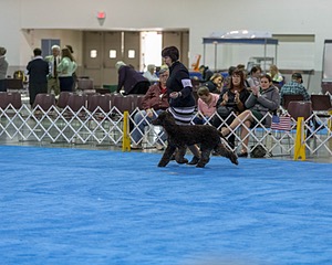 30 - GCH CH Chantico's Spirit In The Surf JH CD RA OA OAJ  NF (Selchie)