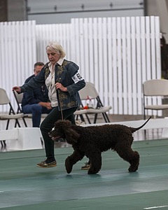 60 - CH CAT'S SISTER SARAH BROWN CA CGCA