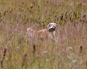Sedge Houston