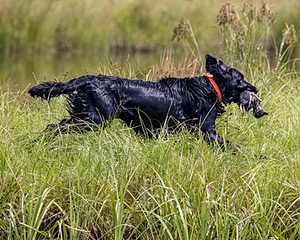 Crusoe Kuchinos
