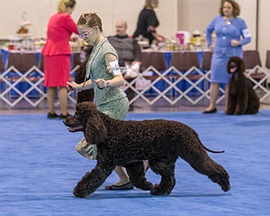19 - GCH CH Axelhurn Now I'm Here (Marcus)