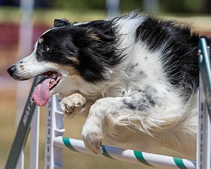 20160619-CCKC-0746.jpg