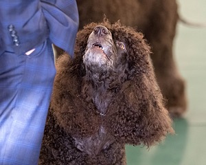 66 - GCH CH BLACKTHORN'S KEEVA CROMPTON AX AXJ XF RN CGC (Keeva)