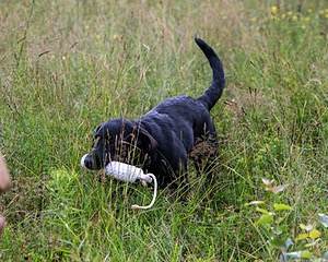 Josie