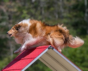 20150613-CCKC-0308.jpg
