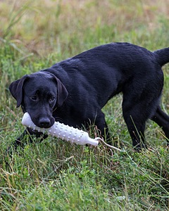 Josie