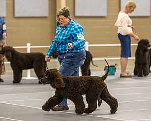 204 - CH Brekkon’s Brown Eyed Girl At Flintcrest DJ CGC TKN FTI